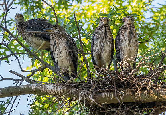 This nest had five young YCNH, all very active and hungry. Space is very tight in the small nest.