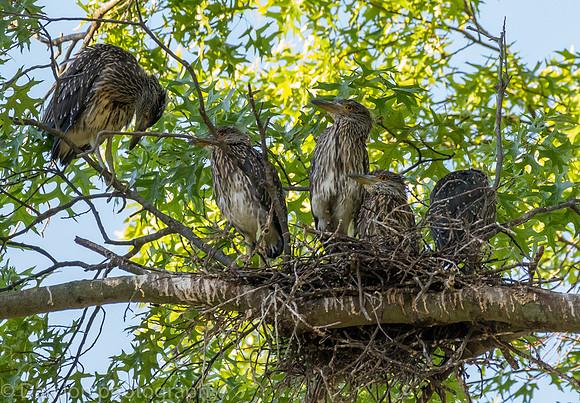 This nest had five young YCNHs, all very active and hungry.