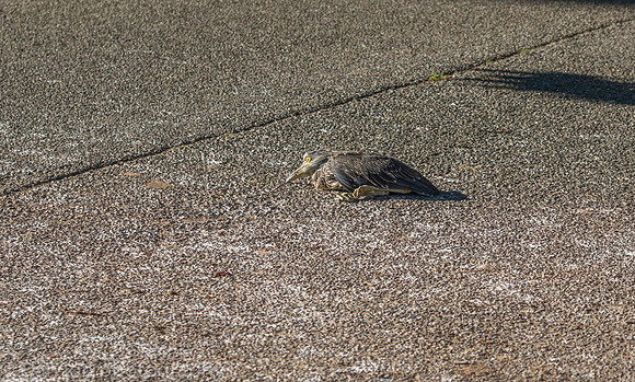 Young YCNH seconds after falling from tree. It was a 40 foot drop.