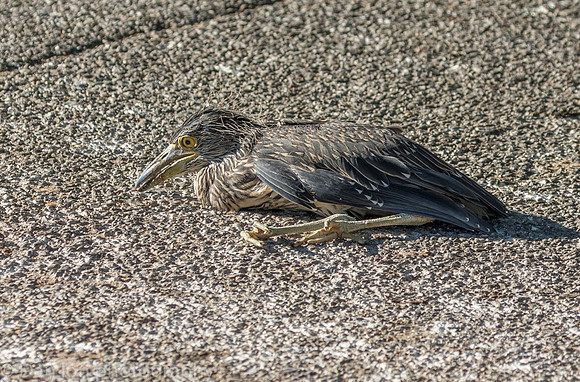 Young YCNH seconds after falling from tree. It was a 40 food drop. Dazed and in shock.