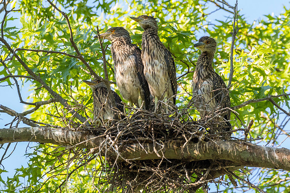 This nest had five young YCNHs, all very active and hungry.