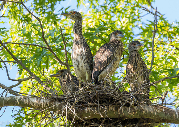 This nest had five young YCNHs, all very active and hungry.
