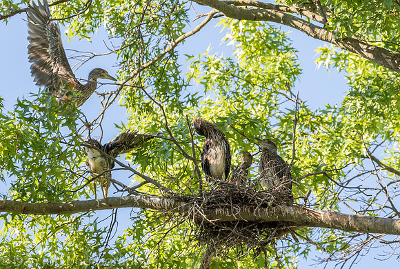 This nest had five young YCNHs, all very active and hungry.