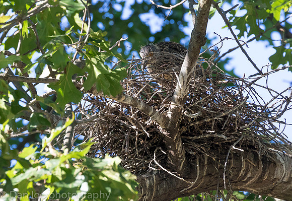 Young YCNH in nest.