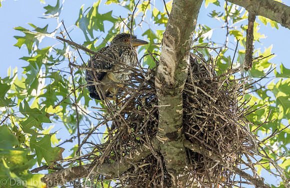 Young YCNH in nest. Poop is all over the nest and nearby branches.
