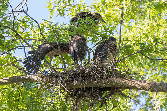 This nest had five young YCNH, all very active and hungry.