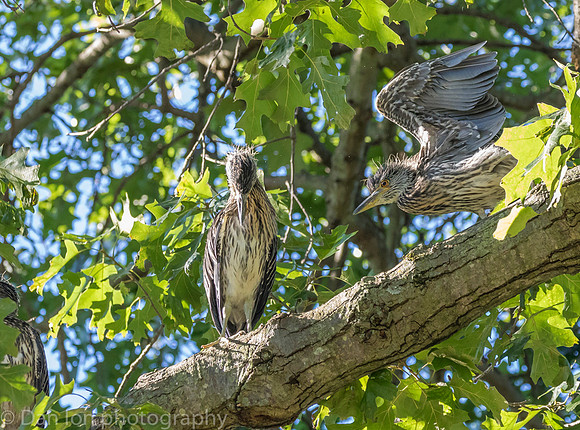 Young YCNHs resting on tree branch.