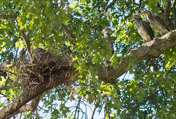 Young YCNHs resting on tree branch close to nest.