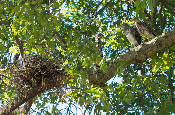 Young YCNHs resting on tree branch close to nest.