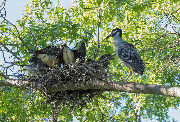Five young YCNHs feeding as the parent is contently watching.