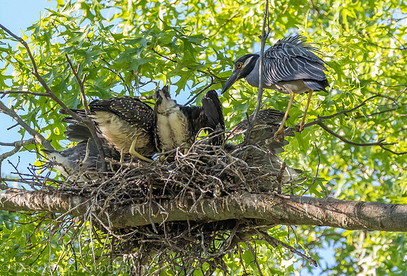 Five young YCNHs feeding as the parent is contently watching.