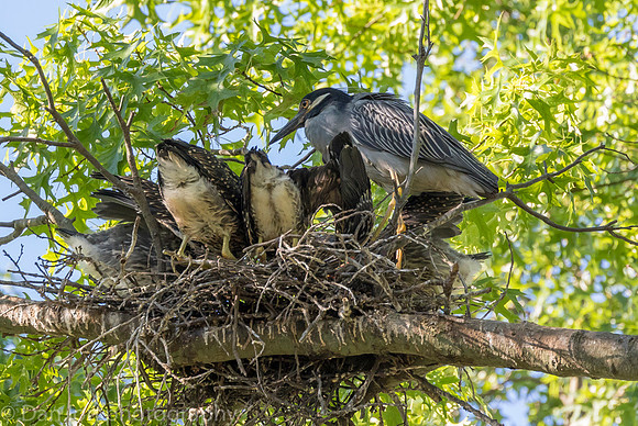 Five young YCNHs feeding as the parent is contently watching. All are very happy!