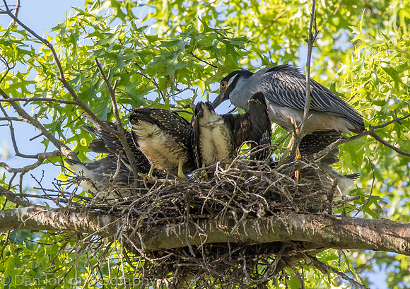 Five young YCNH feeding as the parent is contently watching. All are very happy!