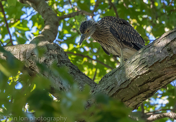 Young YCNH resting on tree branch.