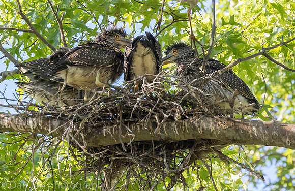 Parent left to get more food. The kids are still hungry!