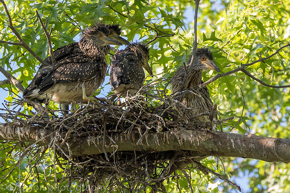 Parent left to get more food. The kids are still hungry!