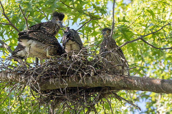 Parent left to get more food. The kids are still hungry!