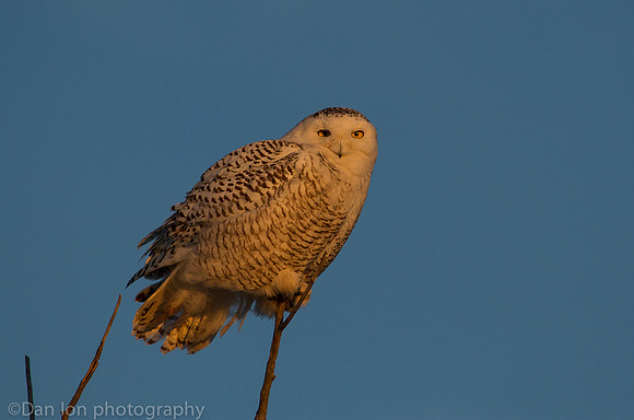 Snowy owl in treetop searching for pray, Jones Beach NY