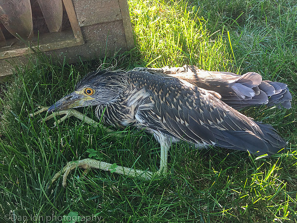 I placed it on the grass. Badly injured and with no chance of surviving.