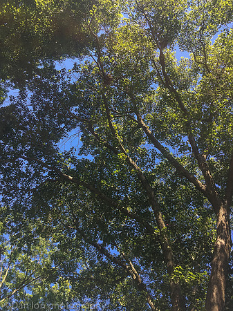 The tree from which the young YCNH fell.