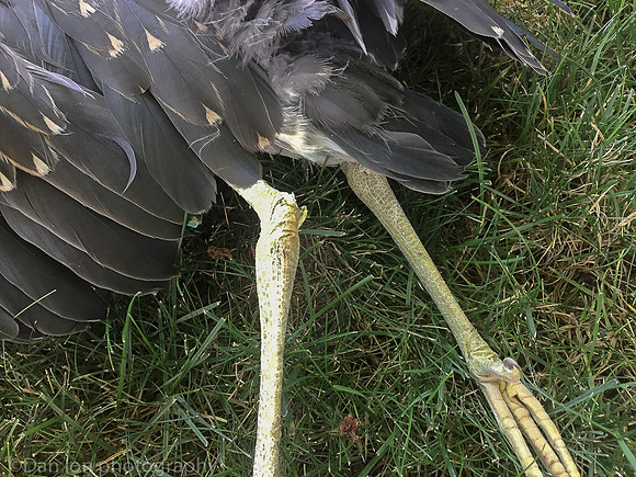 Broken leg and broken wing. Internal injuries also.