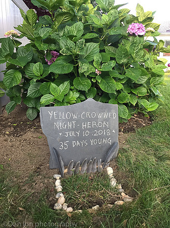 Final resting place in my backyard. Headstone will be there for a few days.