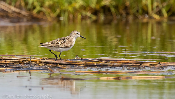 Semipalmated sandpiper on marsh, Long Island NY
