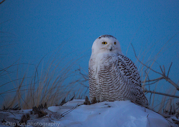 Snowy owl resting on snow, Jones Beach NY