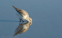 Sanderling feeding in surf zone, Jones Beach NY