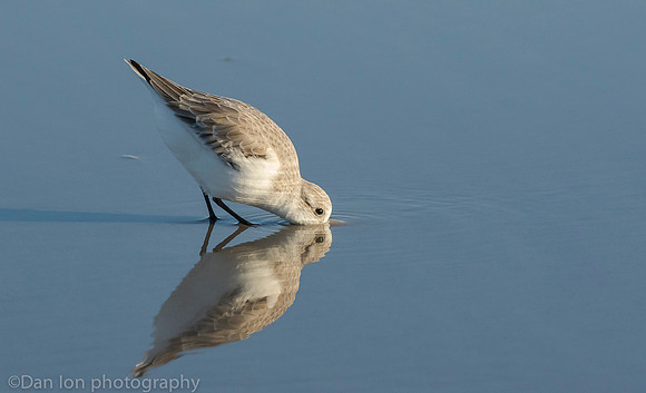 Sanderling feeding in surf zone, Jones Beach NY