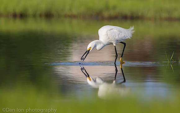 Snowy egret feeding on marsh, Long Island NY