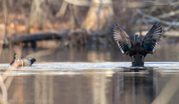 Mating wood ducks, pond, Long Island NY