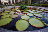 Longwood Gardens, lily ponds