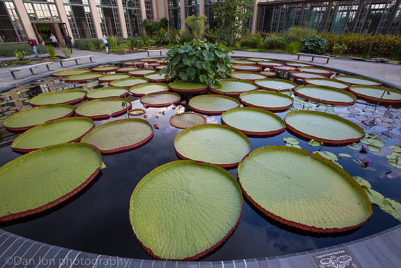 Longwood Gardens, lily ponds