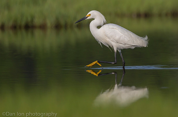 Snowy egret on marsh, Long Island NY