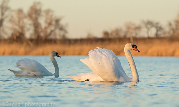 Mute swan pair, Jamaica Bay NY