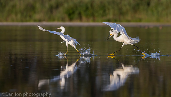 Aggressive snowy egret chasing competitor, Jamaica Bay NY