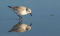 Sanderling feeding in surf zone, Jones Beach NY