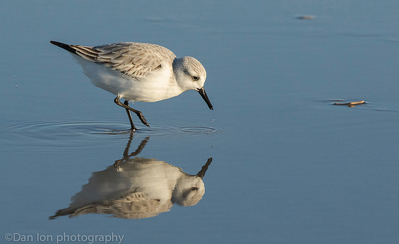 Sanderling feeding in surf zone, Jones Beach NY