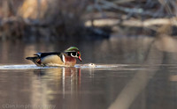 Mating wood ducks, pond, Long Island NY