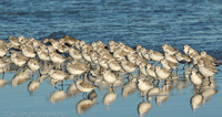 Sanderlings chased by surf, Jones Beach NY