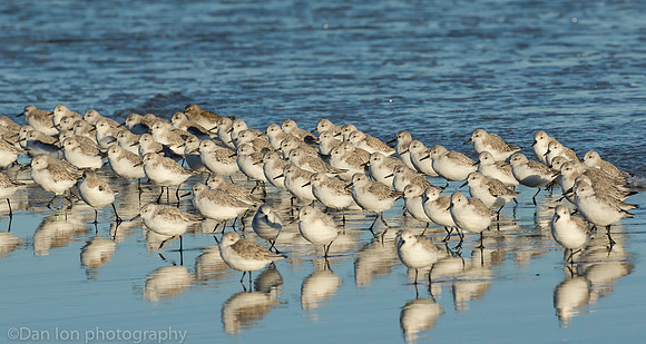 Sanderlings chased by surf, Jones Beach NY