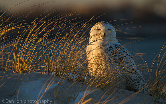 Snowy owl resting on snow, Jones Beach NY
