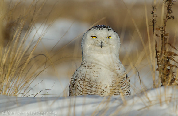 Snowy owl resting on snow, Jones Beach NY