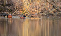 Wood ducks on pond, Long Island NY