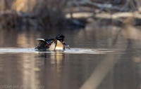 Mating wood ducks, pond, Long Island NY