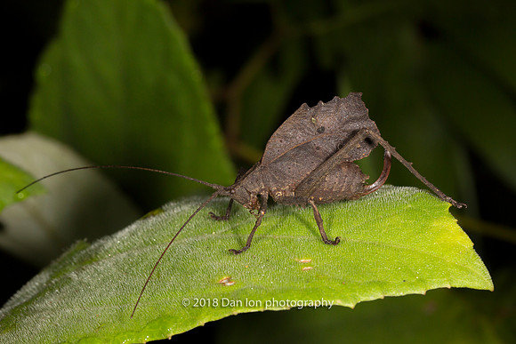 Dead-leaf bug, Kosñipata Valley