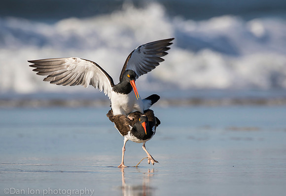 American oystercatchers mating, Nickerson Beach NY