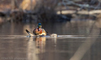 Mating wood ducks, pond, Long Island NY