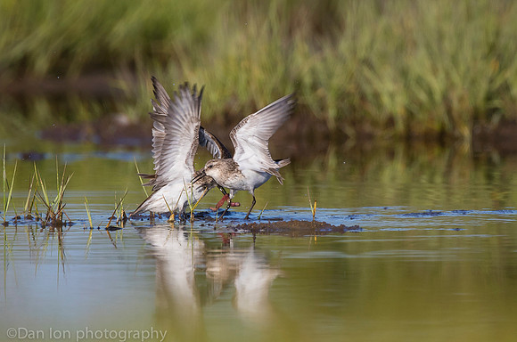 Semipalmated sandpipers fighting over catch on marsh, Long Island NY